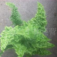 禮品工藝品草本類花卉與蔬菜大全 價格、批發與廠家指南