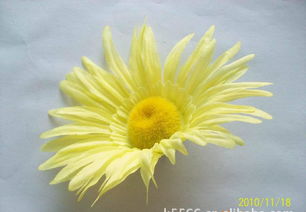 仿真花、假花、手工花與鞋花市場概覽 價格、廠家與圖片解析