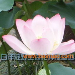 河北荷花苗優惠出售——品質優良，價格親民