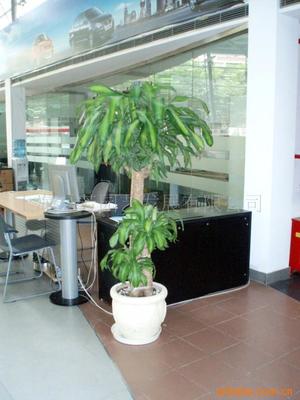 真花綠化花柱選購指南 價格、供應與批發渠道解析