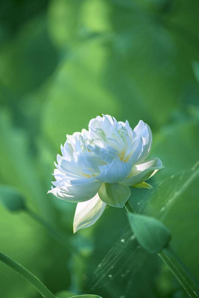 荷韻蔬香，雨中尋幽 花卉攝影與蔬菜美學的清涼對話