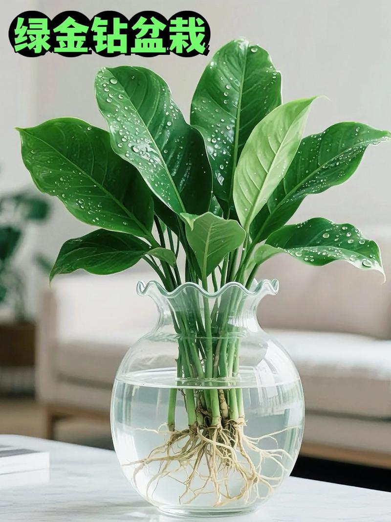 金鉆 秋冬家中的常綠詩篇